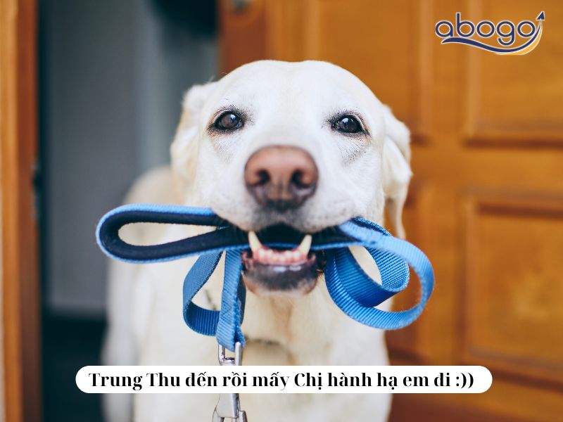 Trung Thu đến rồi mấy Chị hành hạ em đi :))))